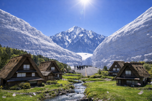 東京(雪壁+芝櫻)