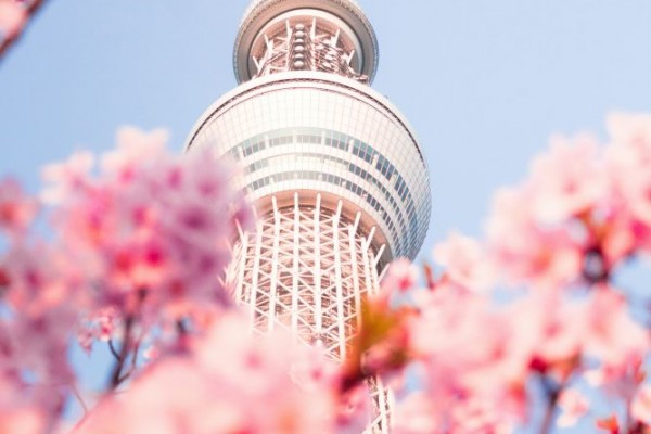 東京(雪壁+芝櫻)