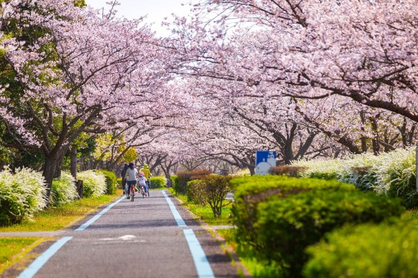 九州櫻花8日